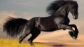 /album/photogallery/horse-33-jpg/